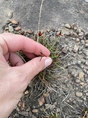 Cyperus rupestris