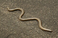 Afrotyphlops schlegelii