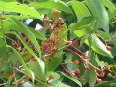 Nectandra coriacea