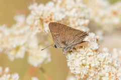 Satyrium saepium