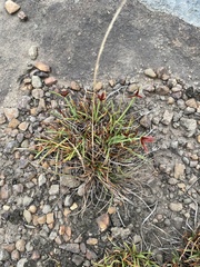 Cyperus rupestris