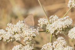 Satyrium saepium