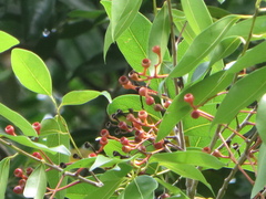 Nectandra coriacea