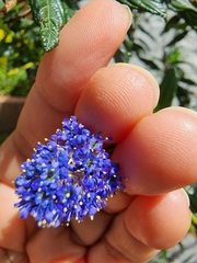Ceanothus impressus