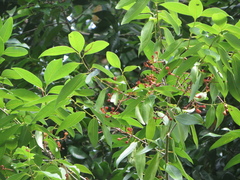 Nectandra coriacea