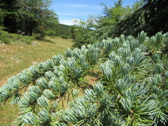 Cedrus atlantica