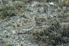 Thinocorus rumicivorus