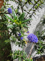Ceanothus impressus