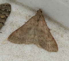 Bleptina caradrinalis