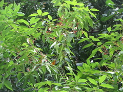 Nectandra coriacea