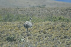 Rhea pennata