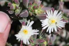 Delosperma litorale