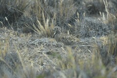 Thinocorus rumicivorus