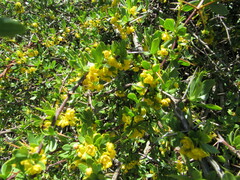 Berberis hispanica