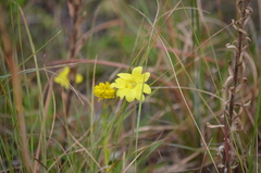 Pinguicula lutea