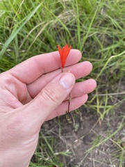 Tritonia disticha