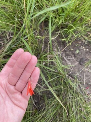 Tritonia disticha