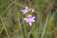 Calopogon barbatus