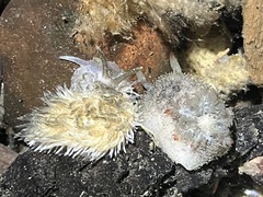 Acanthodoris nanaimoensis