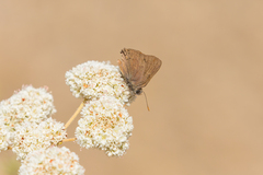 Satyrium saepium