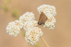 Satyrium saepium
