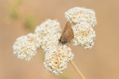 Satyrium saepium