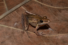 Litoria nasuta