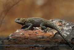 Agama bibronii