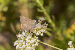 Satyrium tetra