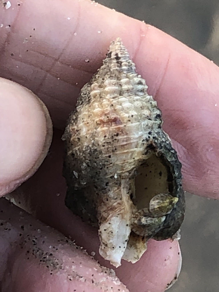 Crepidula ustulatulina