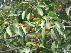 Sideroxylon foetidissimum