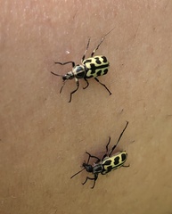 Astylus atromaculatus