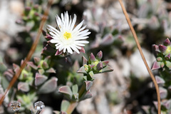 Delosperma litorale