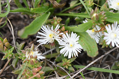 Delosperma litorale