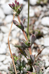 Delosperma litorale