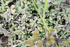 Delosperma litorale