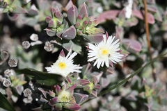 Delosperma litorale
