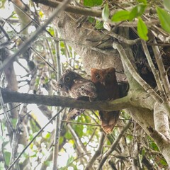 Otus ireneae