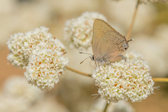 Satyrium saepium