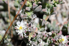 Delosperma litorale