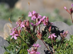 Saponaria caespitosa