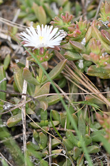 Delosperma litorale