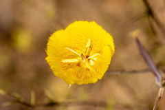 Calochortus weedii