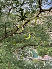 Prosopis chilensis
