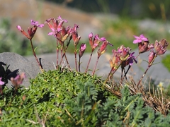 Saponaria caespitosa