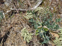 Lomatium