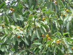 Sideroxylon foetidissimum