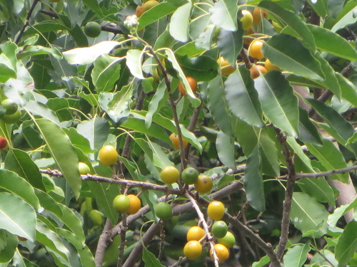 Image of Sideroxylon foetidissimum by (c) Ben Machado, some rights reserved (CC BY)