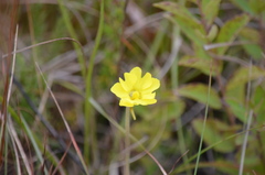Pinguicula lutea