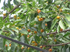 Sideroxylon foetidissimum